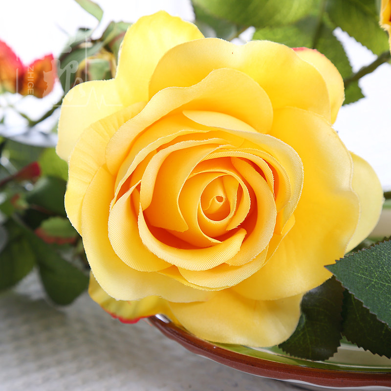 ֪�����滨MG-089