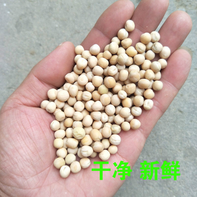 Đậu Hà Lan trắng hạt thức ăn 10 kg khô tươi nông dân số lượng lớn chim thức ăn chim bồ câu cung cấp thức ăn thô đậu Hà Lan - Chim & Chăm sóc chim Supplies lồng bẫy chào mào