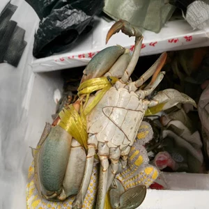 [青蟹鲜活大肉蟹鲜大青蟹公螃蟹香辣蟹迷踪蟹1000克4-5祇不放冰箱]