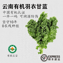 Légumes frais biologiques chou frisé salade de jus Yunnan faible en calories fraîchement récolté en saison collations légères fitness SF Express