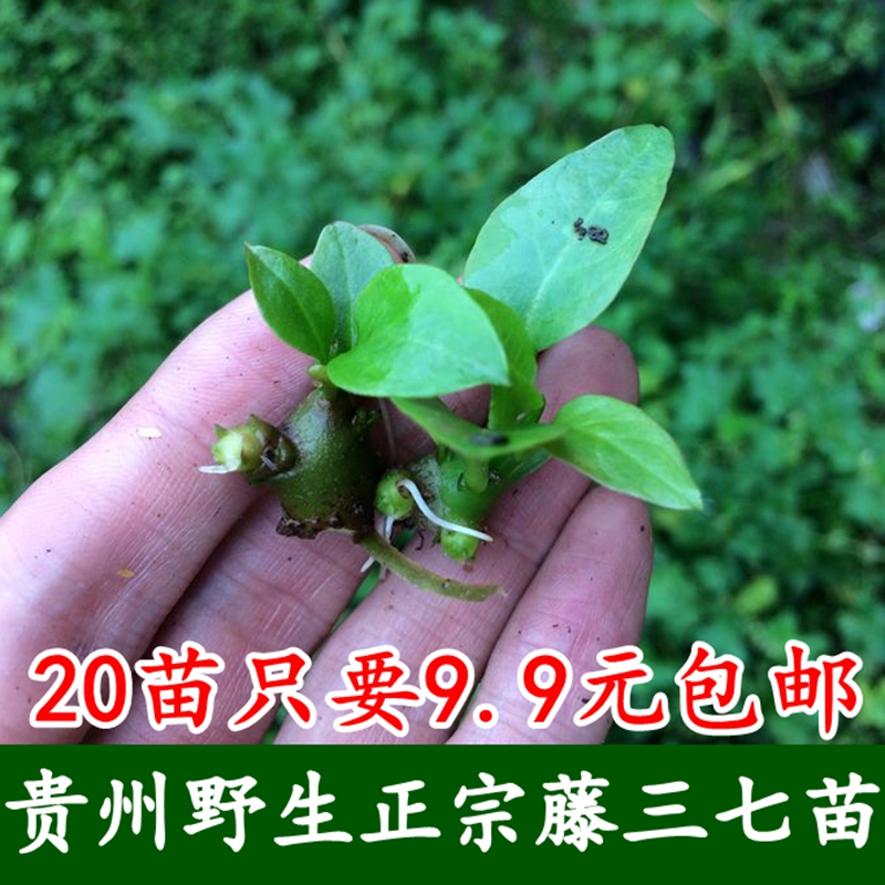 20 20 wild vines 37 plant Miao potted medicinal edible climbing tutian 37 seed rootstock
