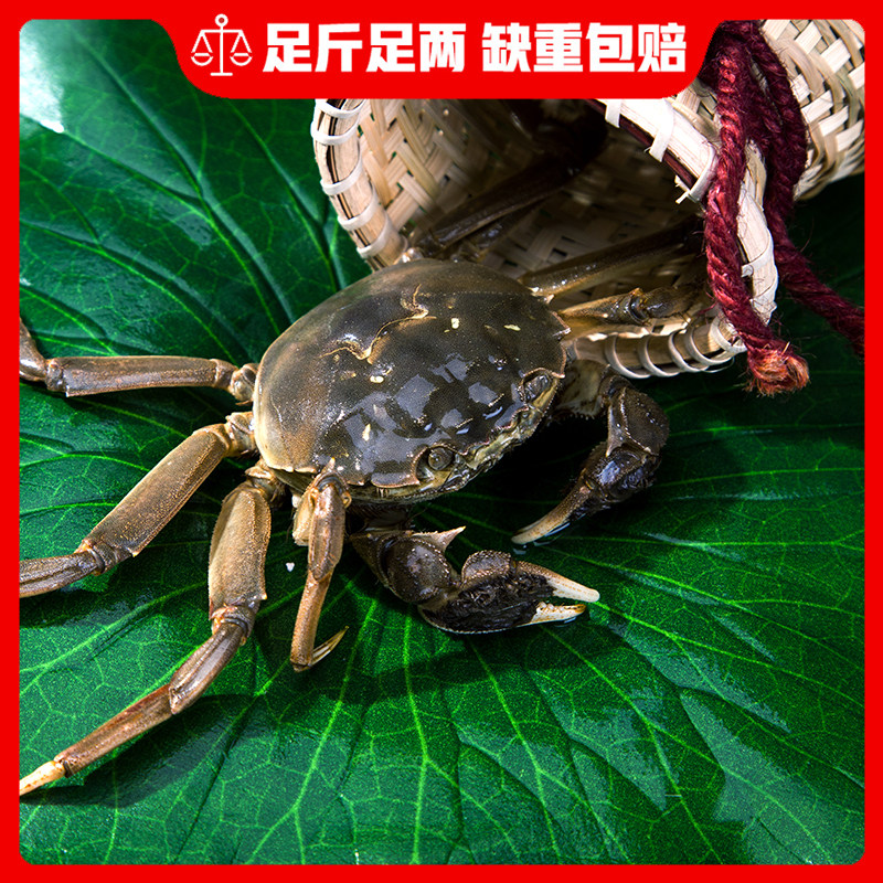 老周家大闸蟹养殖基地直销店