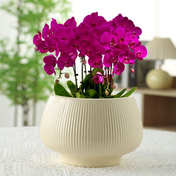 Large Diameter New Versatile High-End Trendy Ceramic Flower Pot Green Plant Pot Succulent Creative