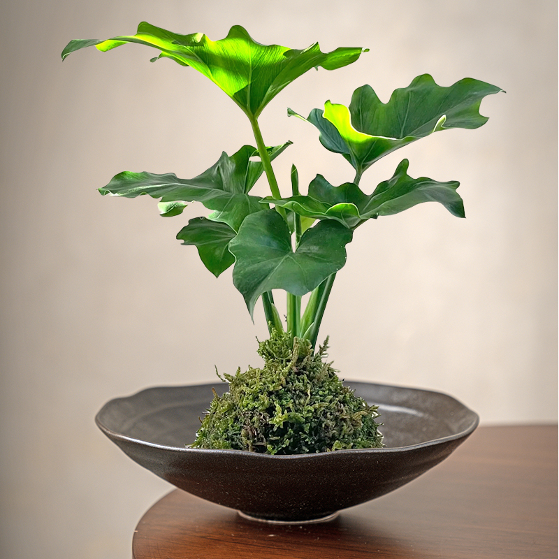 Creative Moss Ball Flower Pot Tray, Special Pot for Ferns, Non-Porous Ceramic Hydroponic Vessel, Bergamot Tray