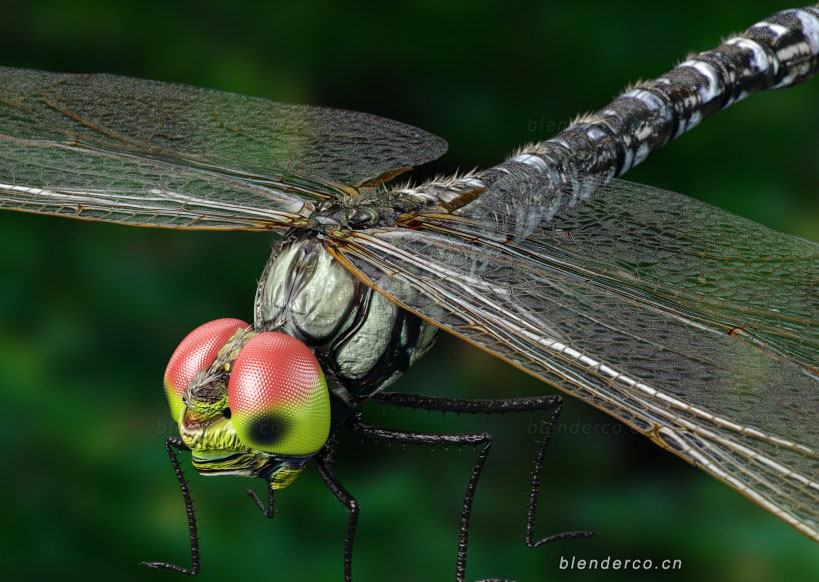 Blender昆虫蜻蜓模型