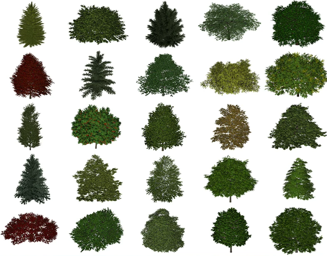 C4D FBX OBJ枫树臭椿耳枥皂荚树红枫树山杨白桦云杉长白松3D模型-cg男孩