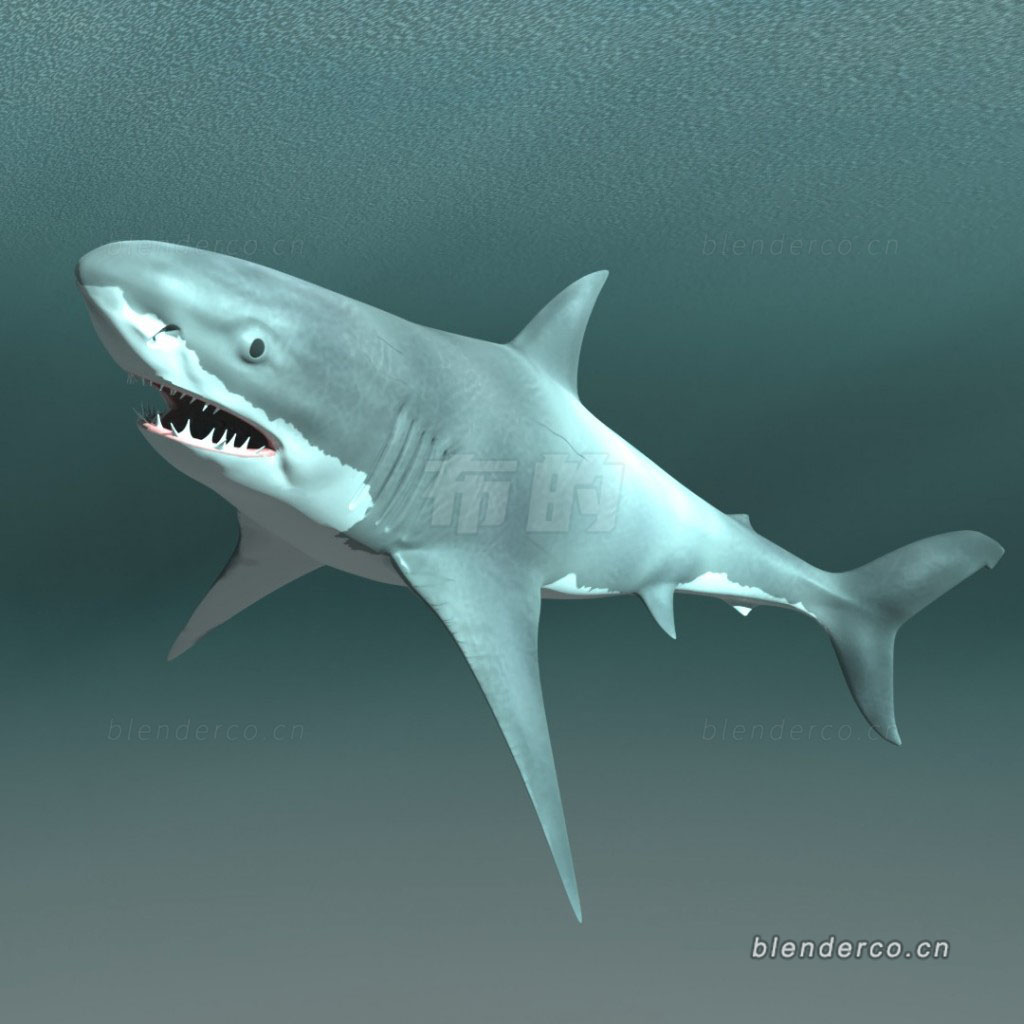 blender鲨鱼模型-群友分享具体作者不清了。知道的留言