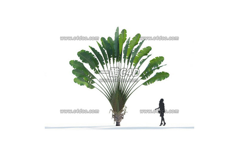 一酷C4D-芭蕉树扇子树热带植物绿植模型