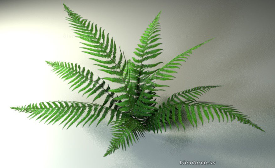 fern.jpg