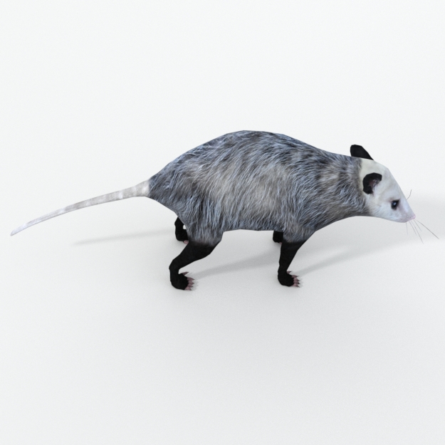 Opossum.jpg