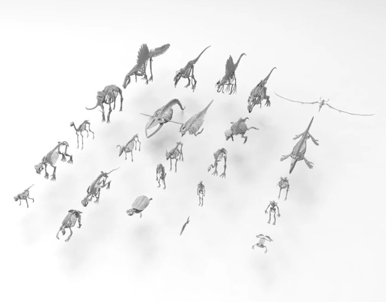 C4D FBX STL OBJ动物骨骼人体恐龙乌龟鹿大象鸵鸟青蛙骨骼模型-cg男孩