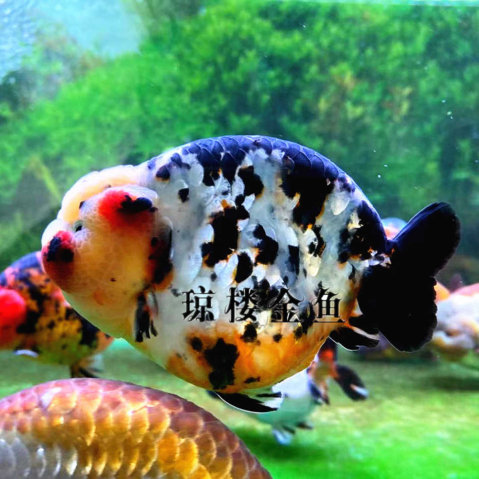 潘青琼楼金鱼水墨云石黑白樱花三色奶牛重墨芝麻点兰寿