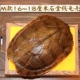 Tự nhiên mai rùa mai sáu 爻 卦 công cụ bói toán nhà phố ác linh may mắn Phong thủy tiền mai rùa trang trí