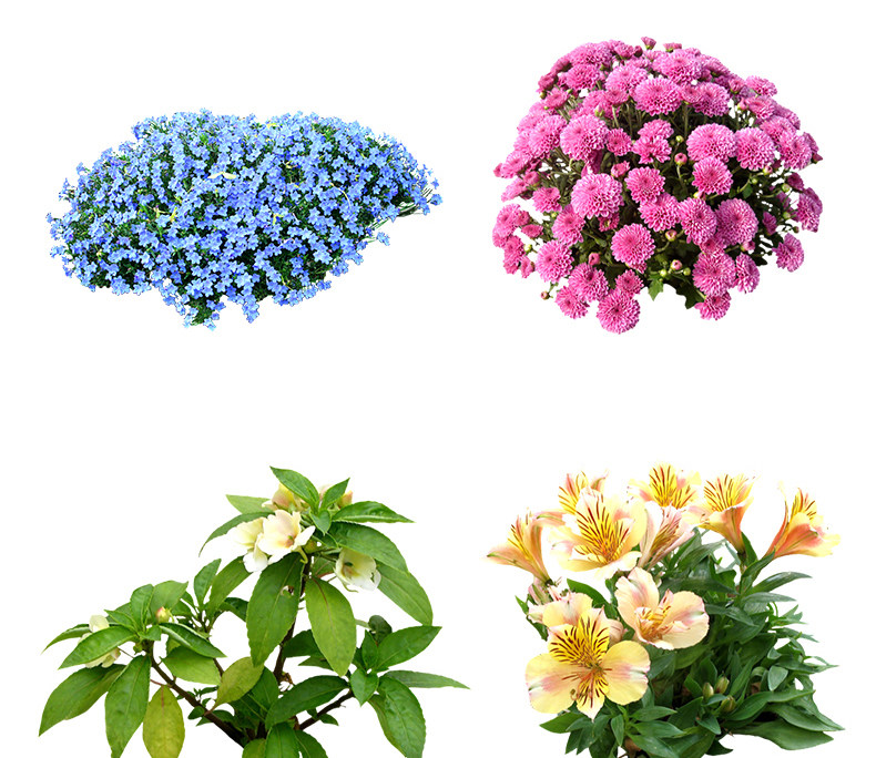 图片[7]-2023园林景观庭院植物花草树木绿篱乔木花卉灌木丛草图大师SU模型-cg男孩