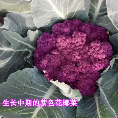 紫色花椰菜种子荷兰进口紫花菜种籽菜花高端特色蔬菜种孑四季种植
