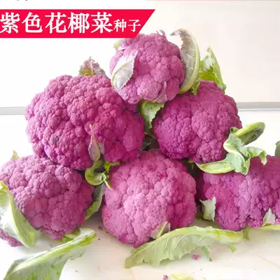 紫色花椰菜种子荷兰进口紫花菜种籽菜花高端特色蔬菜种孑四季种植