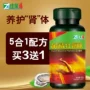 Viên nén hàu Jialaifu Huangjing peptide dành cho người lớn nam sản phẩm chăm sóc sức khỏe răng miệng Sò vàng có thể uống nhân sâm maca - Thực phẩm dinh dưỡng trong nước viên dầu cá omega 3