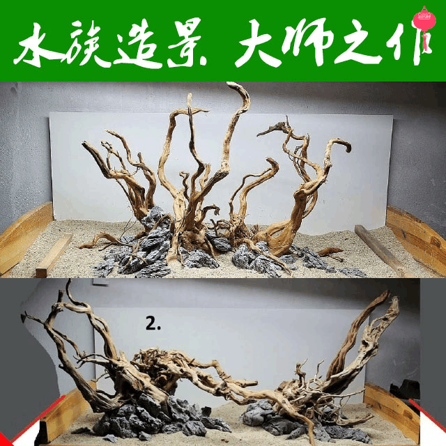 杜鹃根造景套餐中后景水草除水草水草种孑 莫斯水溶红绿宫廷水草