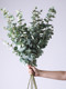 Fresh Flowers, Grasses, Small Ornamental Grasses, Fountain Grass, Nine-Star Leaves, Green Bell Flowers, Canary Yellow Leaves, Tail Leaves for Weddings, Birthday Parties, Yunnan Base