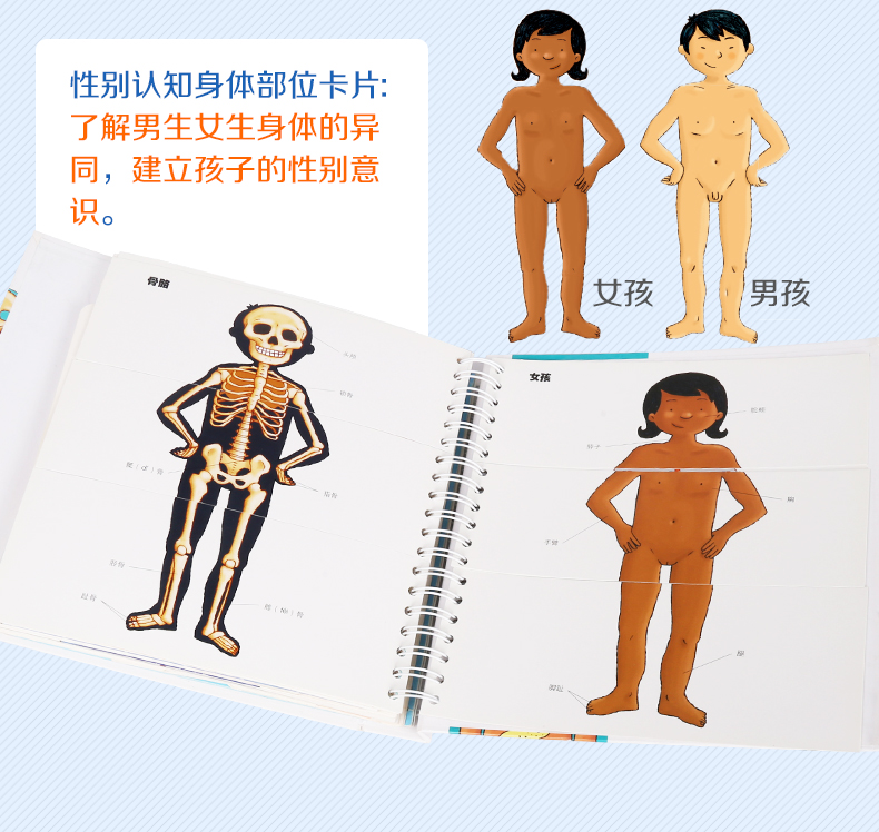 法国引进《我们的身体》儿童3D立体翻翻书 生理启蒙百科 图12