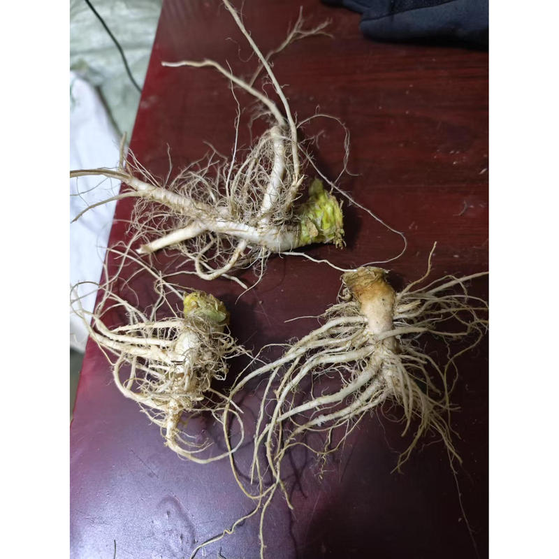 Northeastern Chinese Cabbage Roots, Fresh Green Cabbage Roots, Washed and Shipped, Net Weight 0.5kg [Unit of Weight] Packed Cabbage Roots