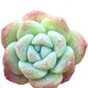 Ice jade succulent plant novice succulent cute succulent combination potted indoor flower moshanghua