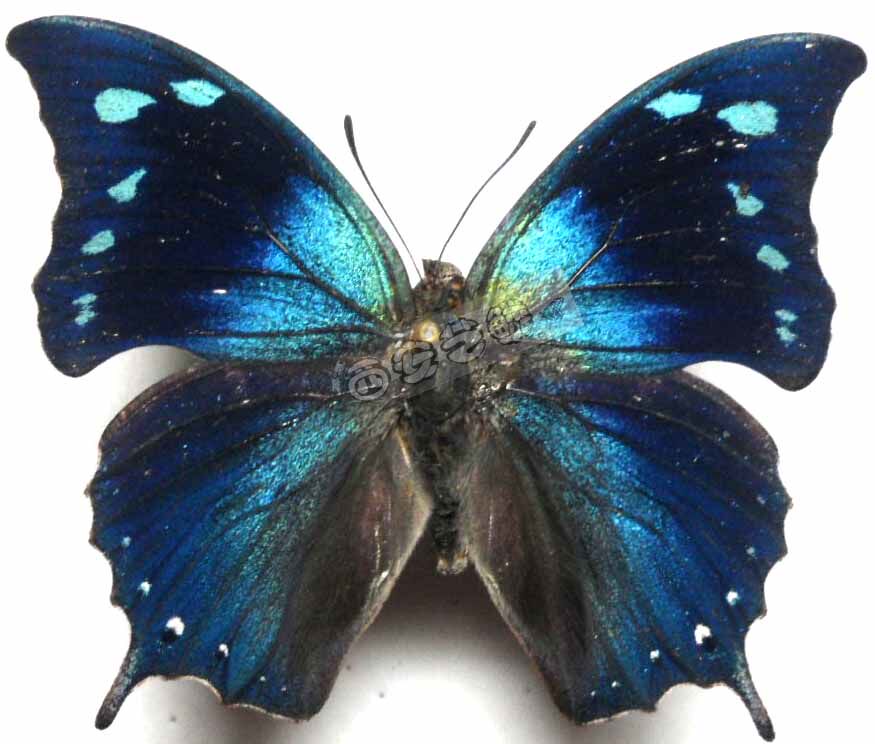 Anaea xenocles nymph butterfly specimen original butterfly did not spread its wings real butterfly specimen gift