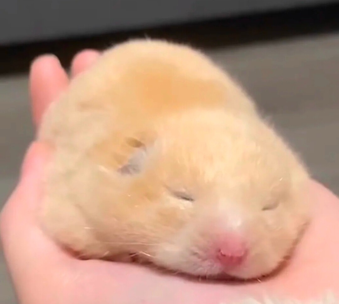 丸子手作