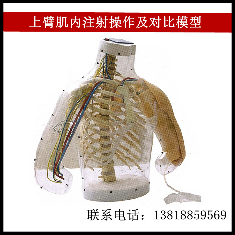 上臂肌内注射操作及对比模型（带电子监测）