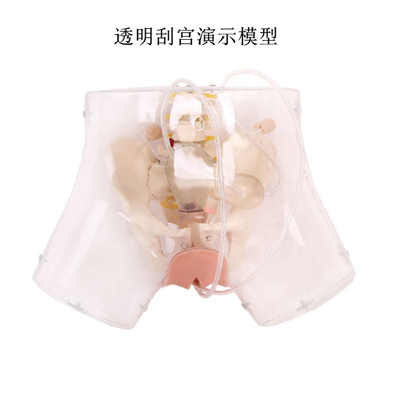 高级透明刮宫模型人工流产训练模型医学用技能培训模型
