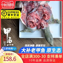 Three-to-turtle fish 5-year-old turtle living king eight Chinese soft-shelled turtle