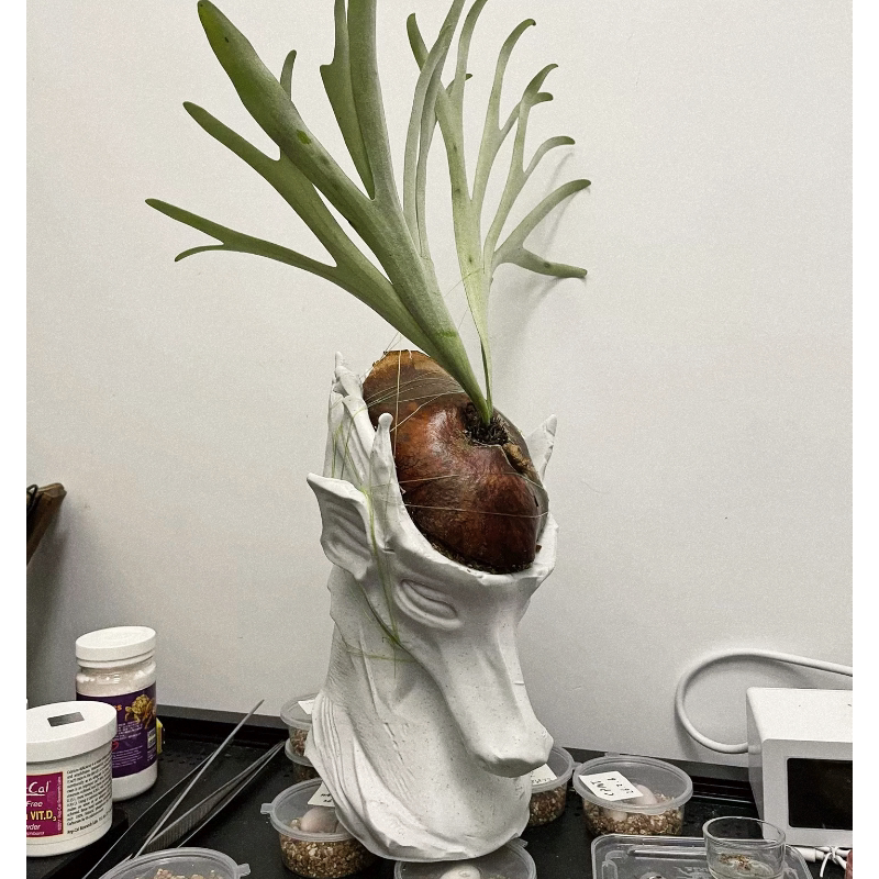 Sea God's Wound Staghorn Fern Flower Pot Thickened 3D Printed Pla Succulent Agave Ins-Style Climbing Plant Planter Sea God's Wound Staghorn Fern Flower Pot Thickened 3D Printed Pla Succulent Agave Ins-Style Climbing Plant Planter