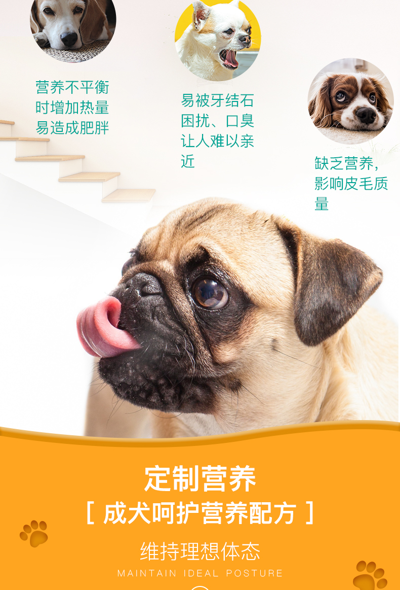 Poccinet Chó Hoàng gia Pháp Thức ăn cho chó nhỏ Chó trưởng thành Thức ăn 8kgPR27 比 熊 泰迪 Chó trưởng thành phổ quát - Chó Staples do an cho cho