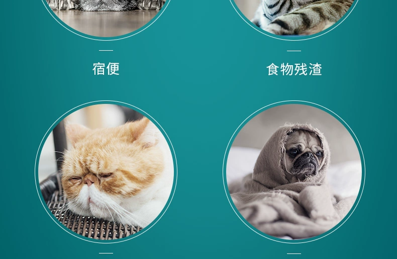 波奇 网 Yi Qin Duo Chó mèo Kete dạ dày kho báu bột sinh học điều hòa dạ dày 5g * 10 gói men vi sinh - Cat / Dog Health bổ sung