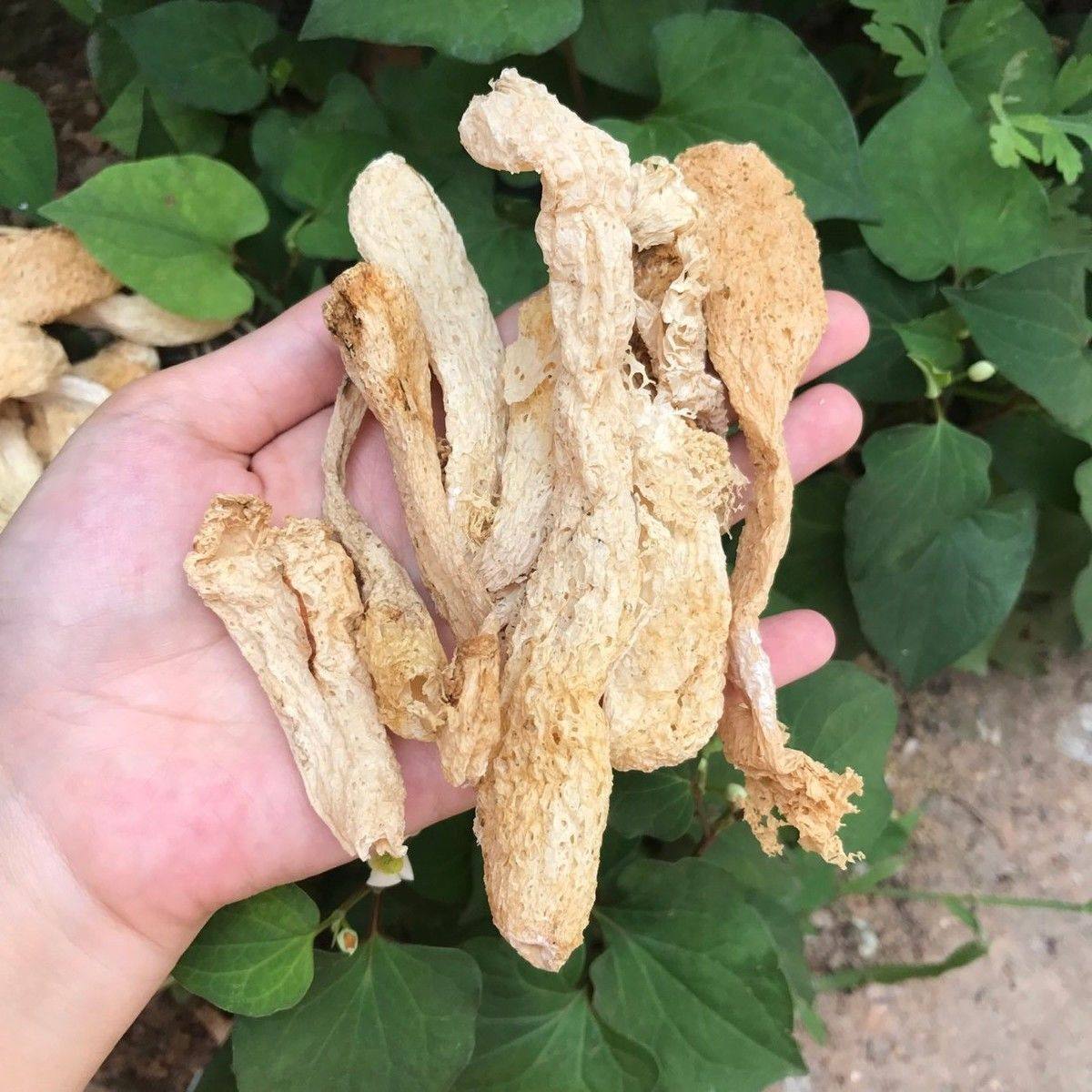 纯杆竹荪500g!无硫无裙天然竹孙,煲汤火锅必备!这波真的香到邻居来敲门!-竹荪-淘宝好物网