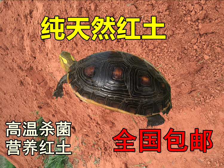 Natural potted Laterite tortoise Semi-water tortoise Red soil hatching loess egg yolk edge tortoise hibernation