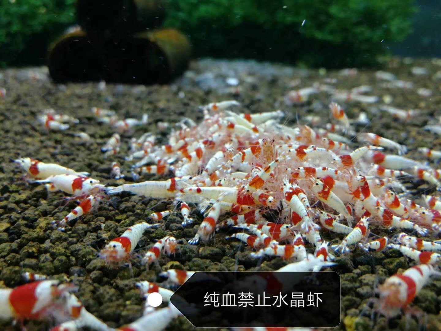 Red and white pure blood crystal shrimp tiger teeth forbidden balls random ornamental shrimp live pet shrimp 0 7-1 cm