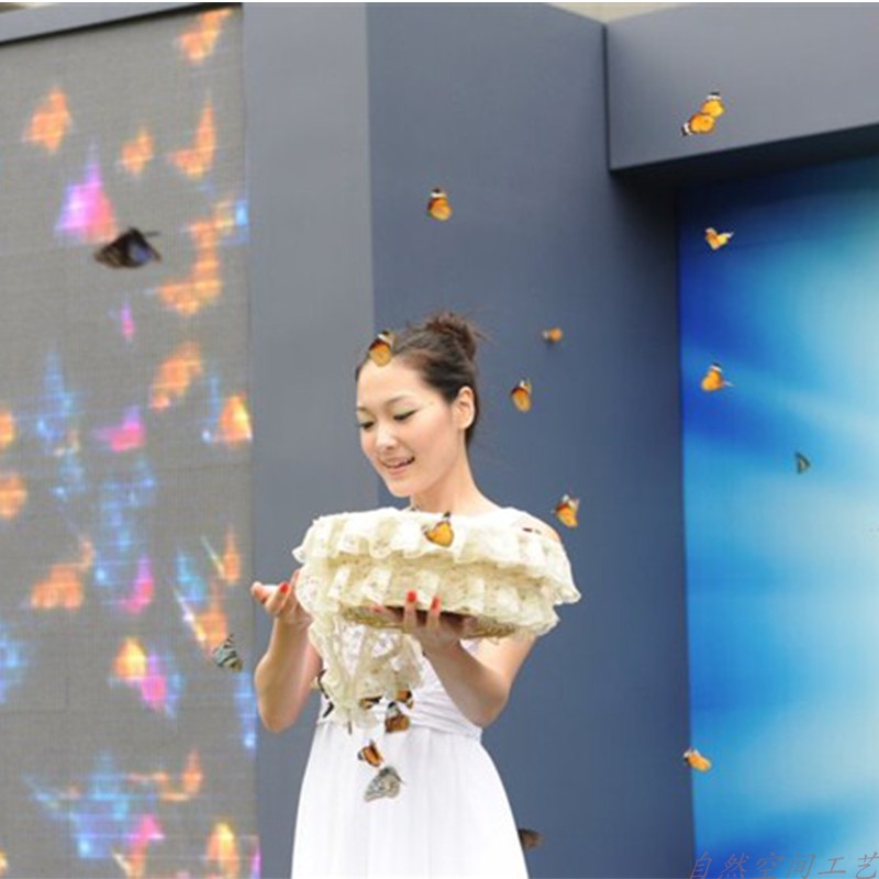 Live butterfly live butterfly wedding butterfly celebration real butterfly fed butterfly fed butterfly pupa wedding celebration