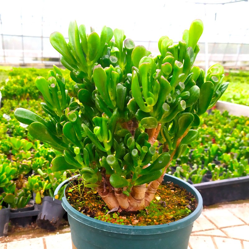 Money tree succulent old pile sucking money tree old pile multi-head group succulent plant combination potted office green plant flower