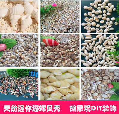 Natural Shells Sea Snail Mini Small Sea Snail Wall Stickup Terrace Decoration Fish tank Landscaping Micro Landscape DIY Materials