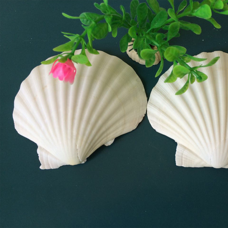 1 1 Yuan natural shell sea snail breaking shell large shell white scallop with wall fish tank 8-14CM