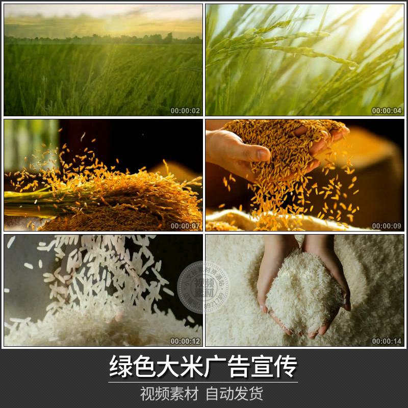 大米广告宣传片 高清实拍视频素材 有机农业绿色稻田稻谷手捧米粒