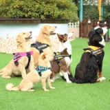 Qingcang Pet Dog Grap Kinsmer, личность магические наклейки K9 Past