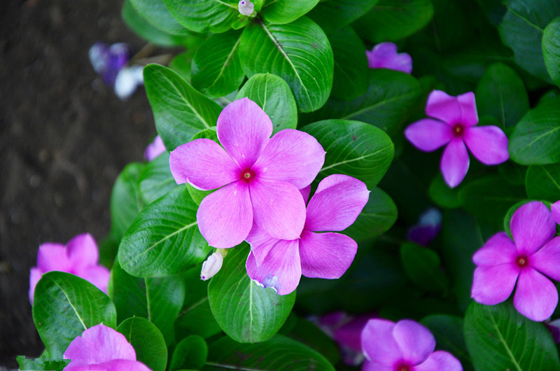 長春花多分枝多花 關鍵還是摘心 淘寶海外 長春花多分枝多花 關鍵還是摘心 淘寶海外