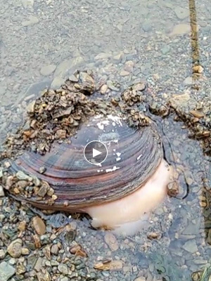 有没有看官知道这是么四 有没有看官知道这是么四