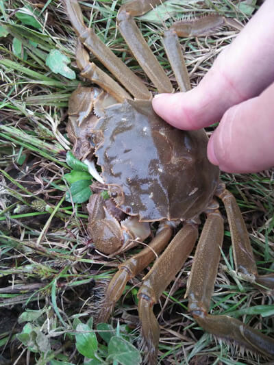 货真价实的大闸蟹 货真价实的大闸蟹