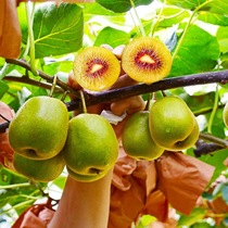 Sichuan Red Hearts Kiwi Fruit Quality When Season Fresh Pregnant Women Fruits 10 Clothes