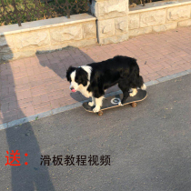  Net celebrity shake sound quick hand with the same pet dog special scooter sports fitness weight loss training equipment toy