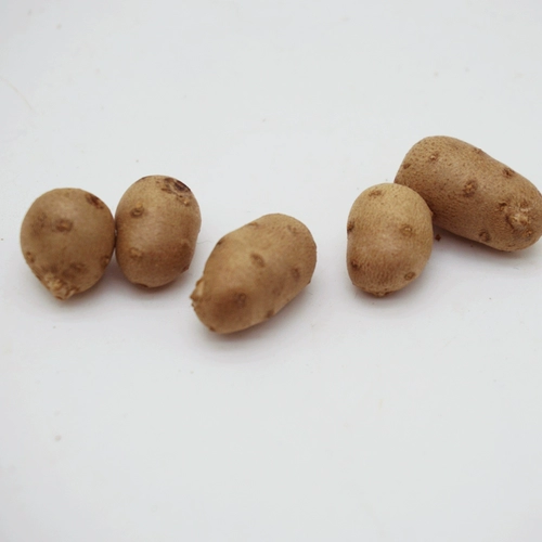 聚怀斋 Jiaozuo Wenxian Iron Stick Yam 2500G Fresh Yama Yamoasan Yamoyu Bean