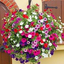 Petunia four seasons easy to plant Balcony potted garden Hanging morning glory seeds Landscape flowers Flower seeds